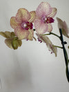 Kaleidoscope Orchid