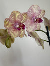 Kaleidoscope Orchid