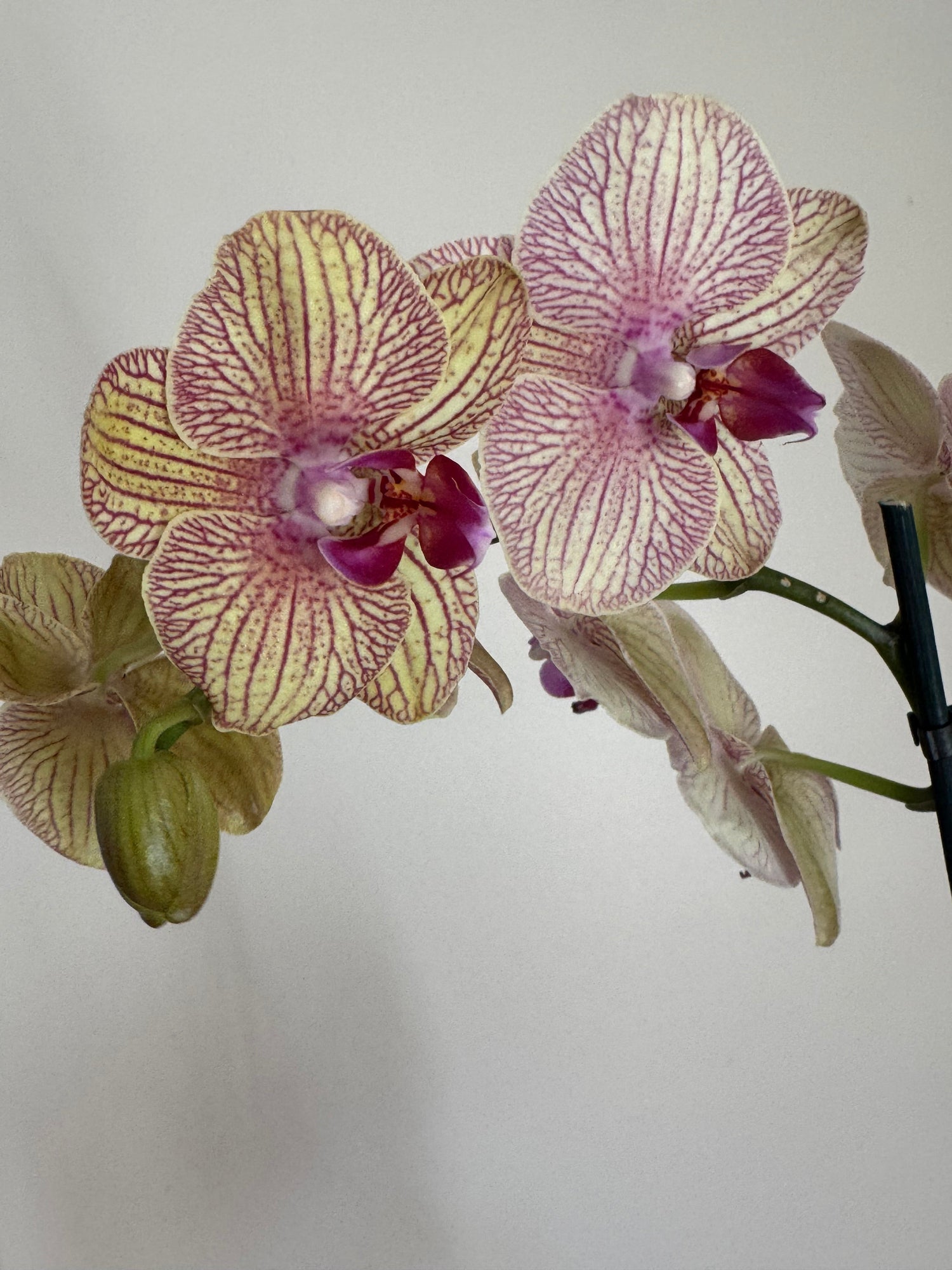 Kaleidoscope Orchid flowerandtwine
