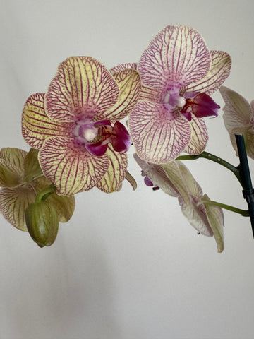 Kaleidoscope Orchid flowerandtwine