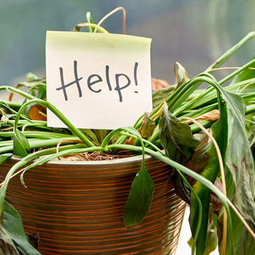 Plant Health Appointment