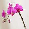 Orchid Happy Hour