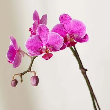 Orchid Private Shopping Experience