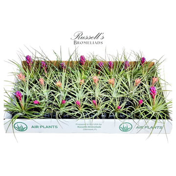 The Blooming Air Plant Counter Display