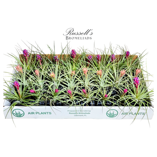 The Blooming Air Plant Counter Display