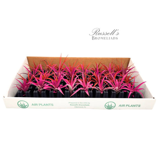 The Blush Plant Counter Display