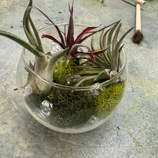 Private Terranium Party - Image 3