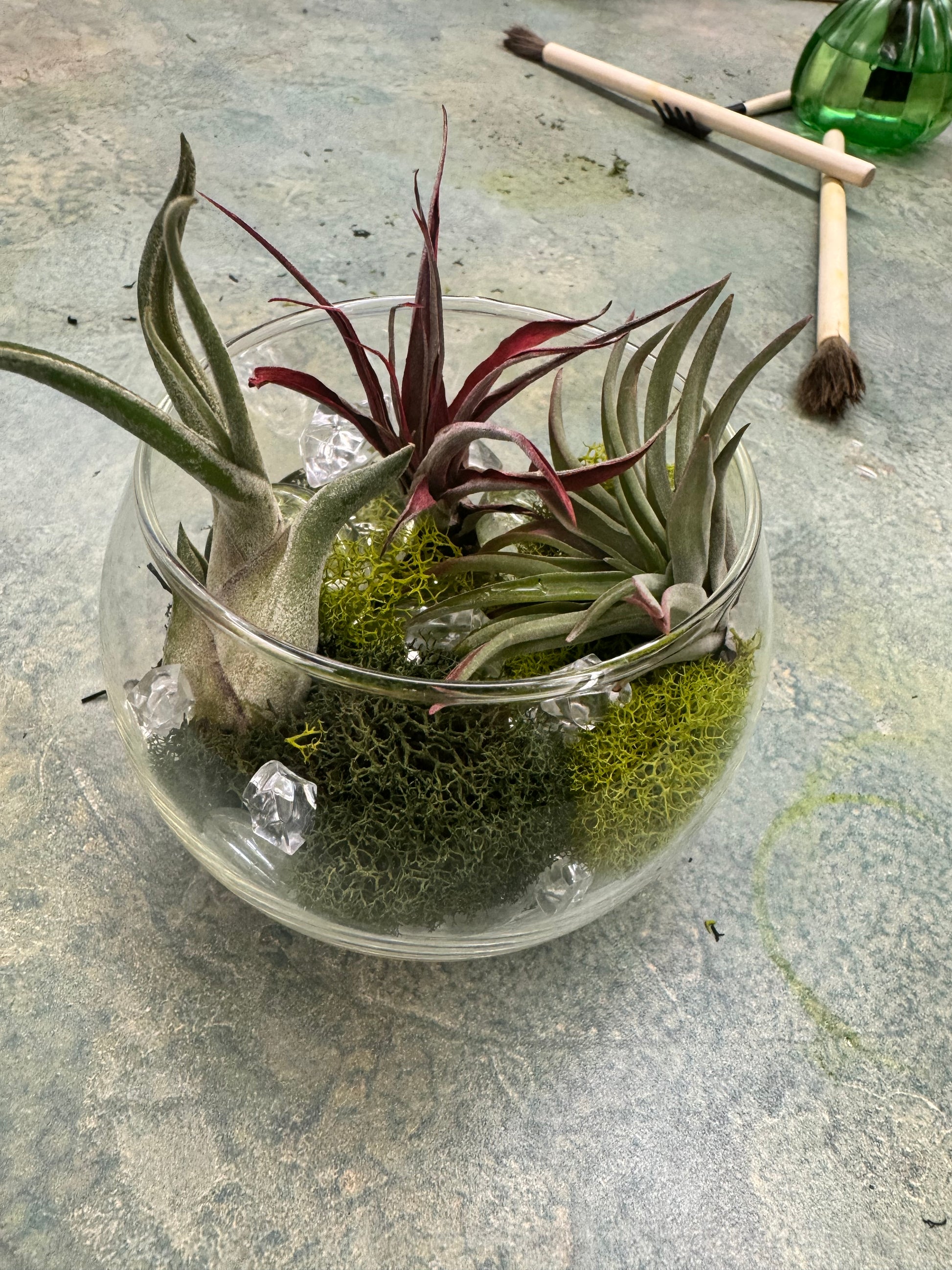 Private Terranium Party - Image 3